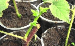 Instruções para criar framboesas no verão por meio de estacas para jardineiros iniciantes