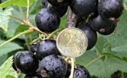 Black currant variety An ordinary miracle: features, rules for planting, care and reproduction
