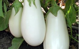 Bibo Patlıcan ve Yetiştirme Kılavuzunun Artıları ve Eksileri