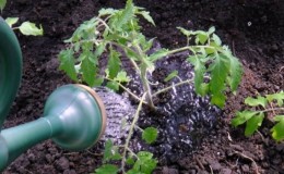 How often to water tomatoes in the heat to get a good harvest