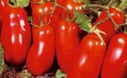 Erntbare und einfach zu züchtende Tomate 