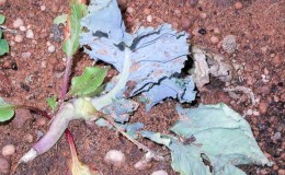 What to do when cabbage rots on the vine