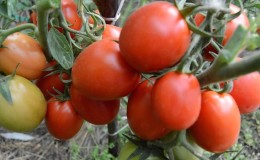 Geschenk sibirischer Züchter - Tomate 