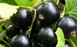 Las variedades más dulces de grosella negra de frutos grandes
