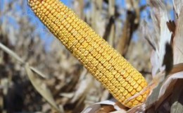 Карактеристике и опис хибрида семена кукуруза Краснодар 291 АМВ