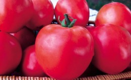 En serie tomater 