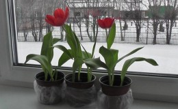 Cách trồng hoa tulip trong chậu tại nhà đúng cách