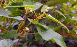 Aphids on honeysuckle: how to process so as not to ruin the crop