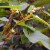 Rệp trên cây kim ngân: cách xử lý để không làm hỏng cây trồng