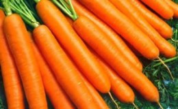 Híbrido de cenoura de alto rendimento Sankina lyubov