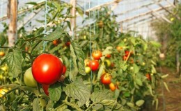 Διόρθωση λαθών στην καλλιέργεια ντοματών: γιατί οι ντομάτες δεν αναπτύσσονται σε ένα θερμοκήπιο και τι να κάνουμε γι 'αυτό