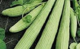 Was ist Lagenaria: nützliche Eigenschaften und interessante Fakten über die Pflanze