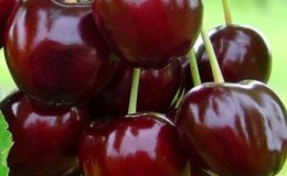 Resistant and productive cherry Valery Chkalov: description of the variety and features of its cultivation