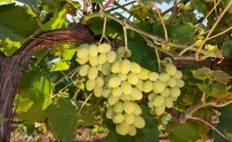 Popular saborosa variedade de uva 