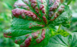 What is currant anthracnose and how to deal with this disease