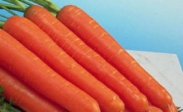 Napoli f1-porkkanoiden erittäin varhainen, vaatimaton hybridi
