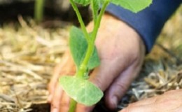 Cómo obtener una buena cosecha de calabaza: cultivo y cuidado en campo abierto, recomendaciones de jardineros experimentados.