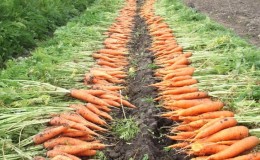 Aký je výnos mrkvy z 1 ha, na čom záleží a ako ju zvýšiť