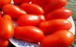 Koruma ve çeşitli yemekler için mükemmel bir çeşit - domates 