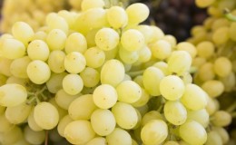 As melhores variedades de uvas resistentes à geada: características, descrição, critérios de seleção