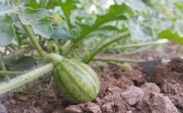 Korak po korak upute za uzgoj lubenica u moskovskoj regiji na otvorenom terenu