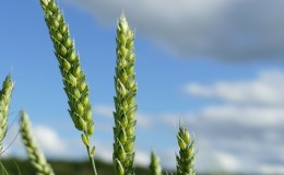 Examen des variétés de blé d'hiver Alekseevich: caractéristiques et description