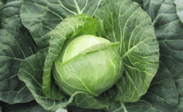 Early ripe cabbage hybrid Parel f1