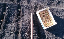İlkbaharda soğan setleri dikme teknolojisi: nasıl düzgün ekilir ve büyütülür