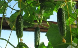 Top 10 beste soorten komkommers voor in de winter op een vensterbank