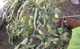 Mitä tehdä, jos tomaatin lehdet käpristyvät kasvihuoneessa?