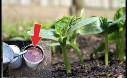 Daha iyi bir salatalık hasadı için halk ilaçları: açık zemin için giyinme tarifleri