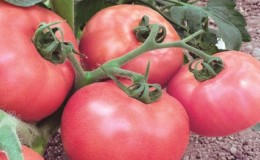 Πώς να καλλιεργήσετε μια αρωματική και νόστιμη ντομάτα Pink Unicum: ένας οδηγός δράσης για αρχάριους και έμπειρους κηπουρούς