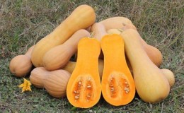 Fragrant nutmeg pumpkin variety 