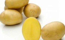 Middelvroeg hoogproductief aardappelras met sterke immuniteit 