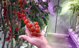 Una guia pas a pas per al cultiu de tomàquets cherry: seguiu les normes i feu una collita fantàstica