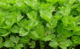 How to Grow and Where to Apply Leafy Celery