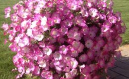 استعراض الأصناف الشعبية من زهور البتونيا في سلسلة الأوبرا وخصائصها