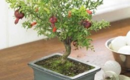 Wie man Granatapfel-Bonsai in Innenräumen anbaut