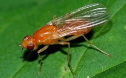 Por que as moscas da cenoura são perigosas e como lidar com elas de forma eficaz