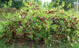 Compatibilidad de la grosella espinosa con grosellas y otros cultivos en el jardín.