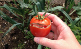 Kodėl pomidorai įtrūksta, kai prinokę šiltnamyje: nustatykite priežastį ir veiksmingai kovokite su ja