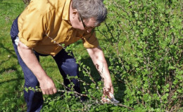 Време и технология за подрязване на храсти от касис и цариградско грозде през пролетта, лятото и есента