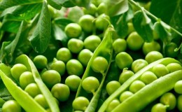 What are the varieties of peas - an overview of varieties with photos and detailed descriptions