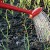 Geheimen van ervaren tuinders: wat volgend jaar na knoflook te planten en welke gewassen moeten worden vermeden