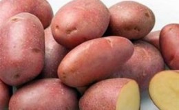 הטעם המצוין של תפוחי אדמה אדומים: מהם התכונות שלהם ואילו סוגים יש