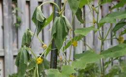 How to be and what to do if cucumber leaves wither in a greenhouse: recipes for processing