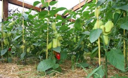 Kako i čime hraniti paprike u stakleniku u kolovozu: najbolja gnojiva i preporuke za njihovo unošenje