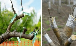 دليل بستاني مبتدئ خطوة بخطوة: كيفية زراعة شجرة تفاح في الربيع