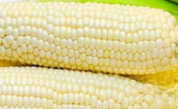 Sladká kukurica: výber najlepšej odrody a správne pestovanie odrody dezertov