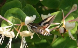 Honeysuckle pollinator table - types and methods of pollination